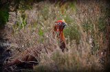 Grouse in the Heather