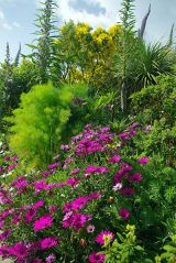Sub Tropical Plants