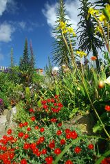 The gardens of the Minack Theatre