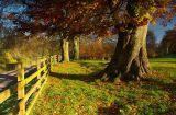Forever Autumn