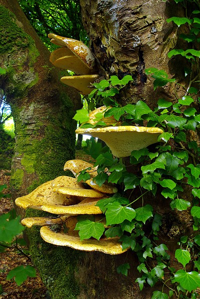 Bracket Fungus