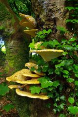 Bracket Fungus
