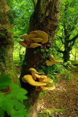 Bracket Fungus (from the other side)