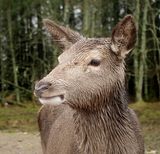 Deer Frenzy