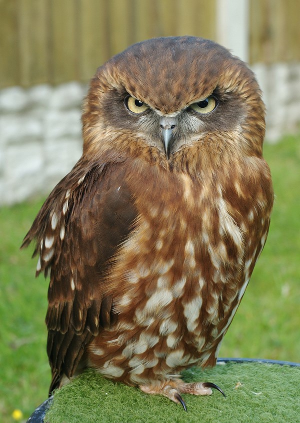 Boobook Owl