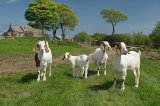 Acting The Goat
