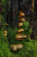 Fungi