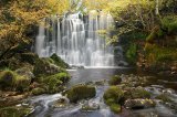 Scale Haw Force