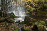 Scale Haw Force