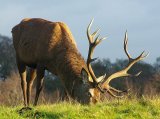 Deer Grazing.