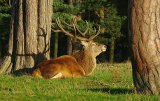 Stag