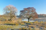 Frosty morning.