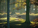 A Deer's Breath