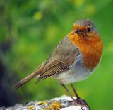 Robin Redbreast