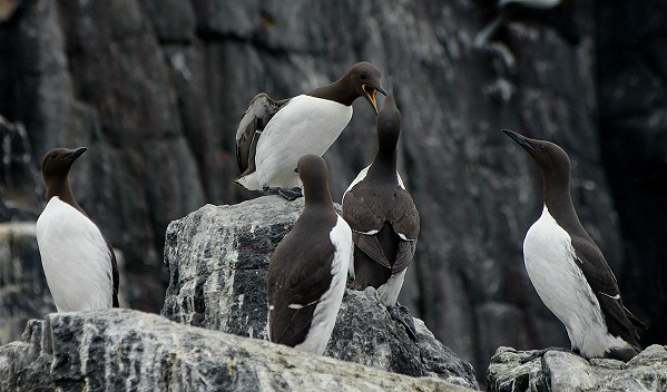 A Bazaar of Guillemots