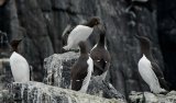 A Bazaar of Guillemots