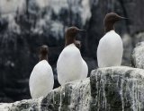 Guillemots