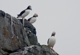 Puffins