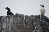 Shag and Puffin