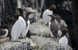 Guillemots