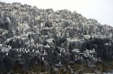 Colony
