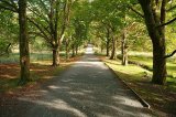 Avenue of Trees