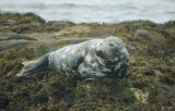 Grey Seal