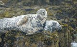 Grey Seals