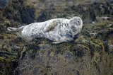 Seal
