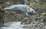 Grey Seal