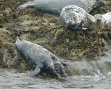 Grey Seals
