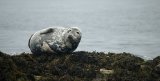 Grey Seal