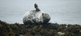 Grey Seal