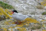 Arctic Tern