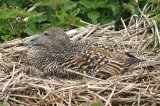 Female Eider Duck