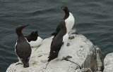Guillemots