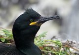 Shag