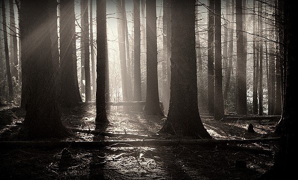 In the dark, creepy woodland