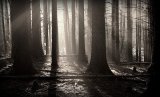 In the dark, creepy woodland
