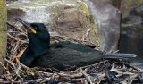 Shag on Nest