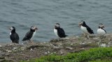 Puffins