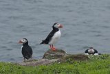 Puffins