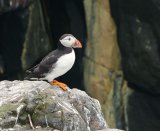 The Farne Islands, Northumberland