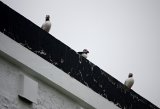 Puffins On The Roof