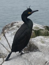 Shag