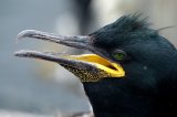 Shag