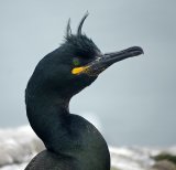 Shag