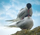 Arctic Terns