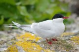 Arctic Tern
