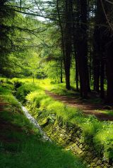 Green World